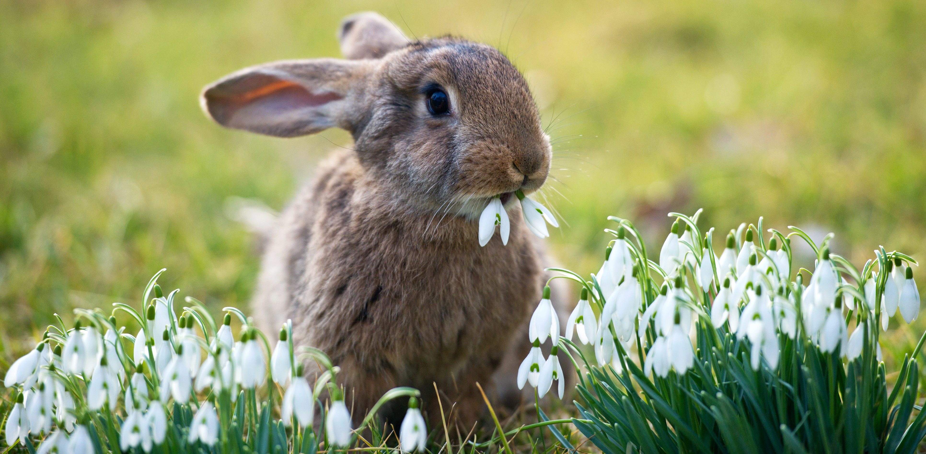 Шотландски остров ще избие хиляди зайци