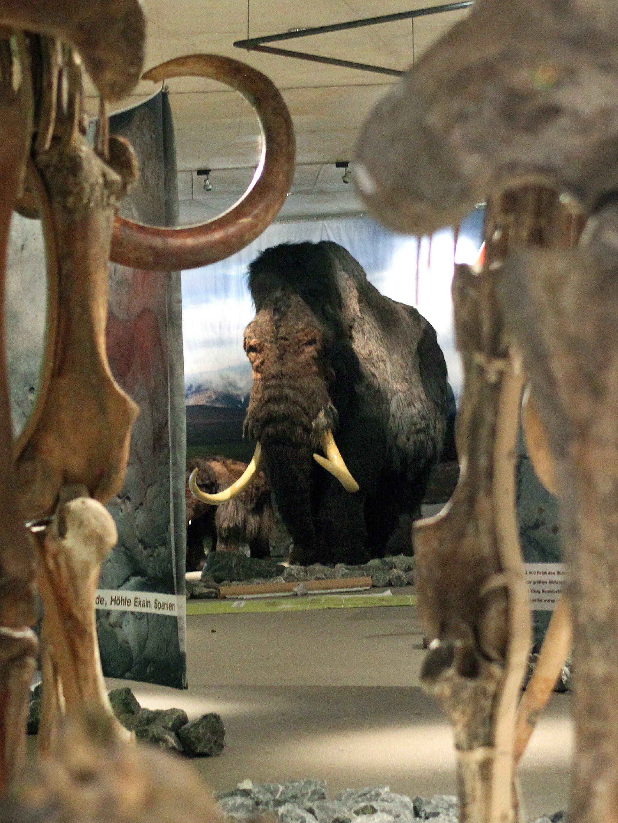Биологичният материал от праисторическото животно ще бъде предаден на японския университет Кинки