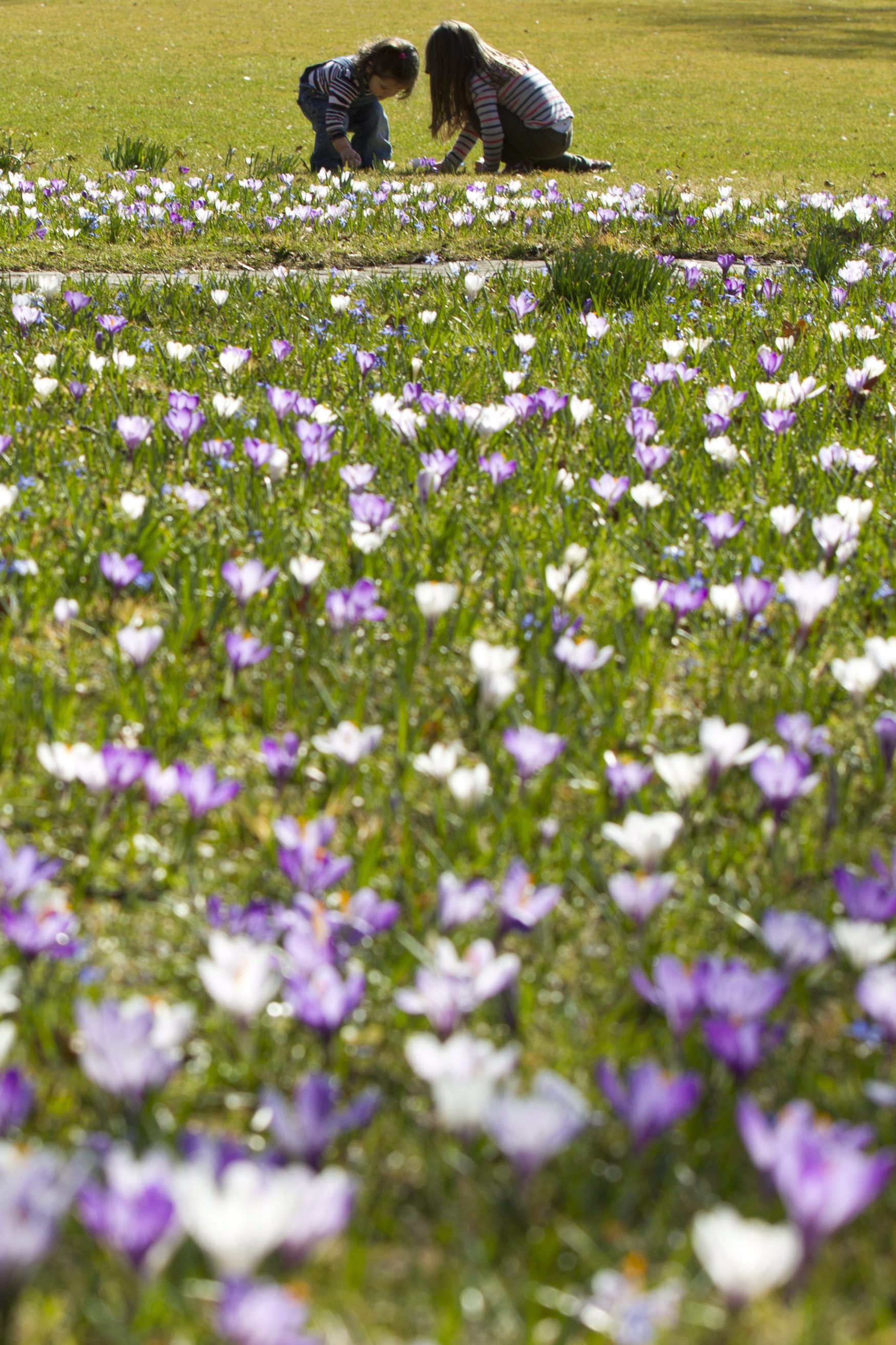 Минзухарите цъфнаха навсякъде