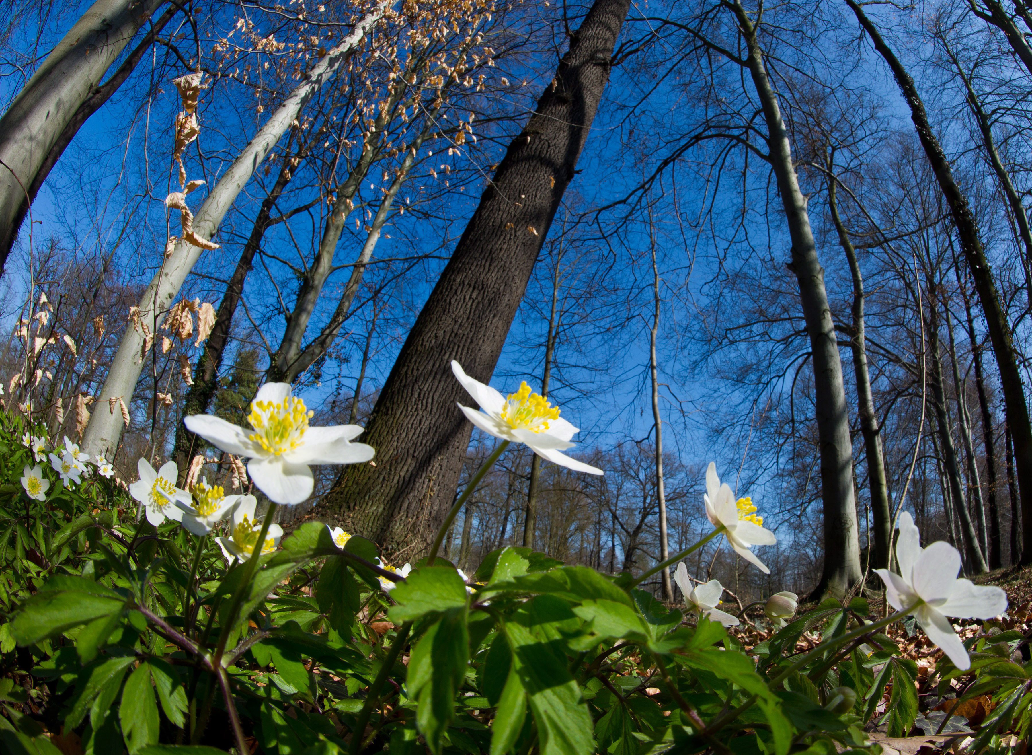 Астрономическата пролет започва малко след полунощ българско време