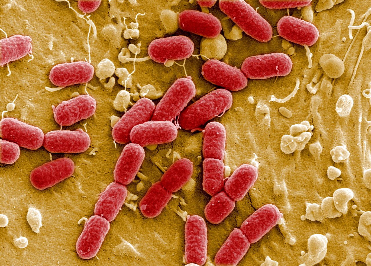 Руснак си инжектира бактерията на вечния живот