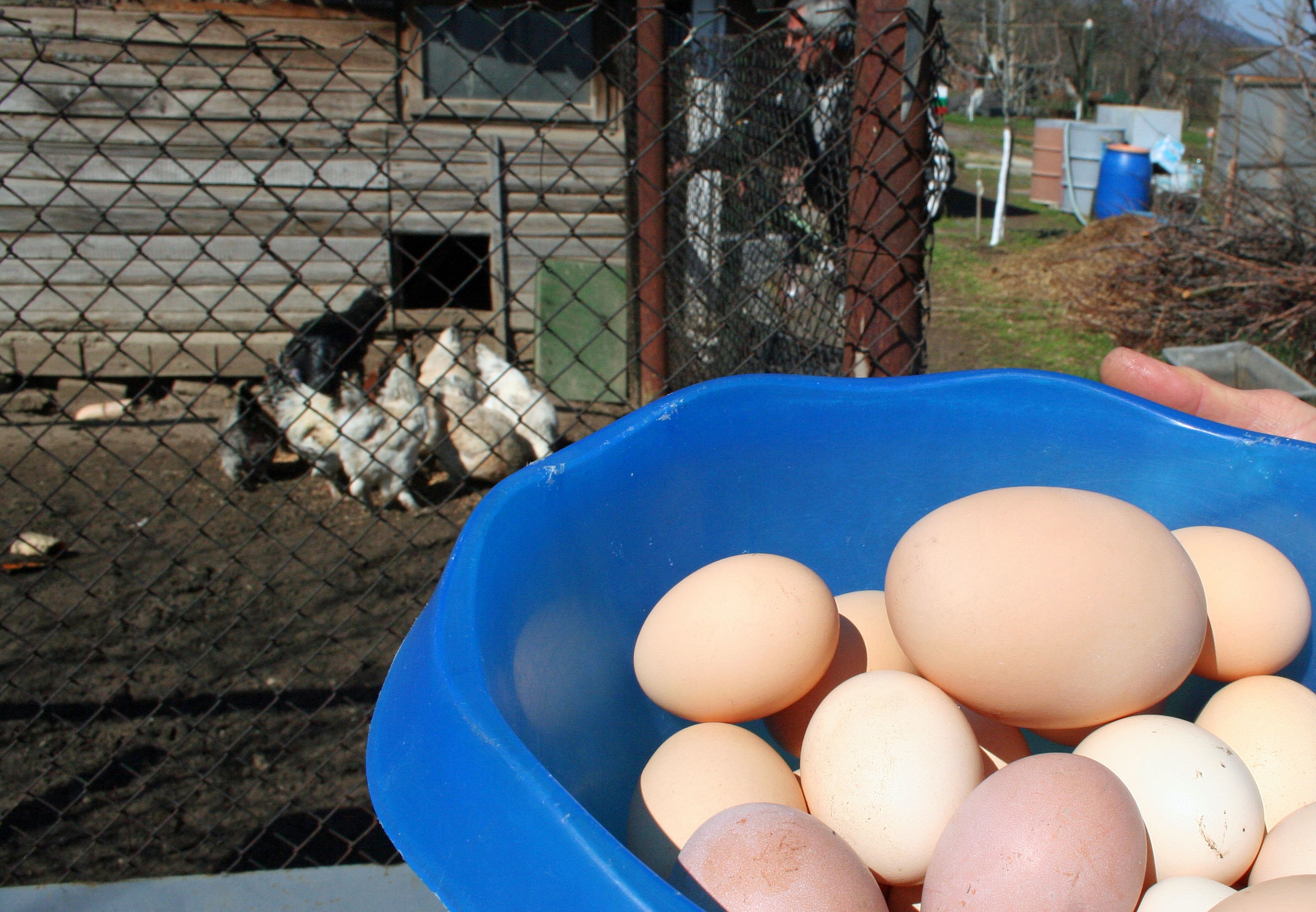 От днес влиза в сила забрана за търговия на живи птици и яйца по пазарите