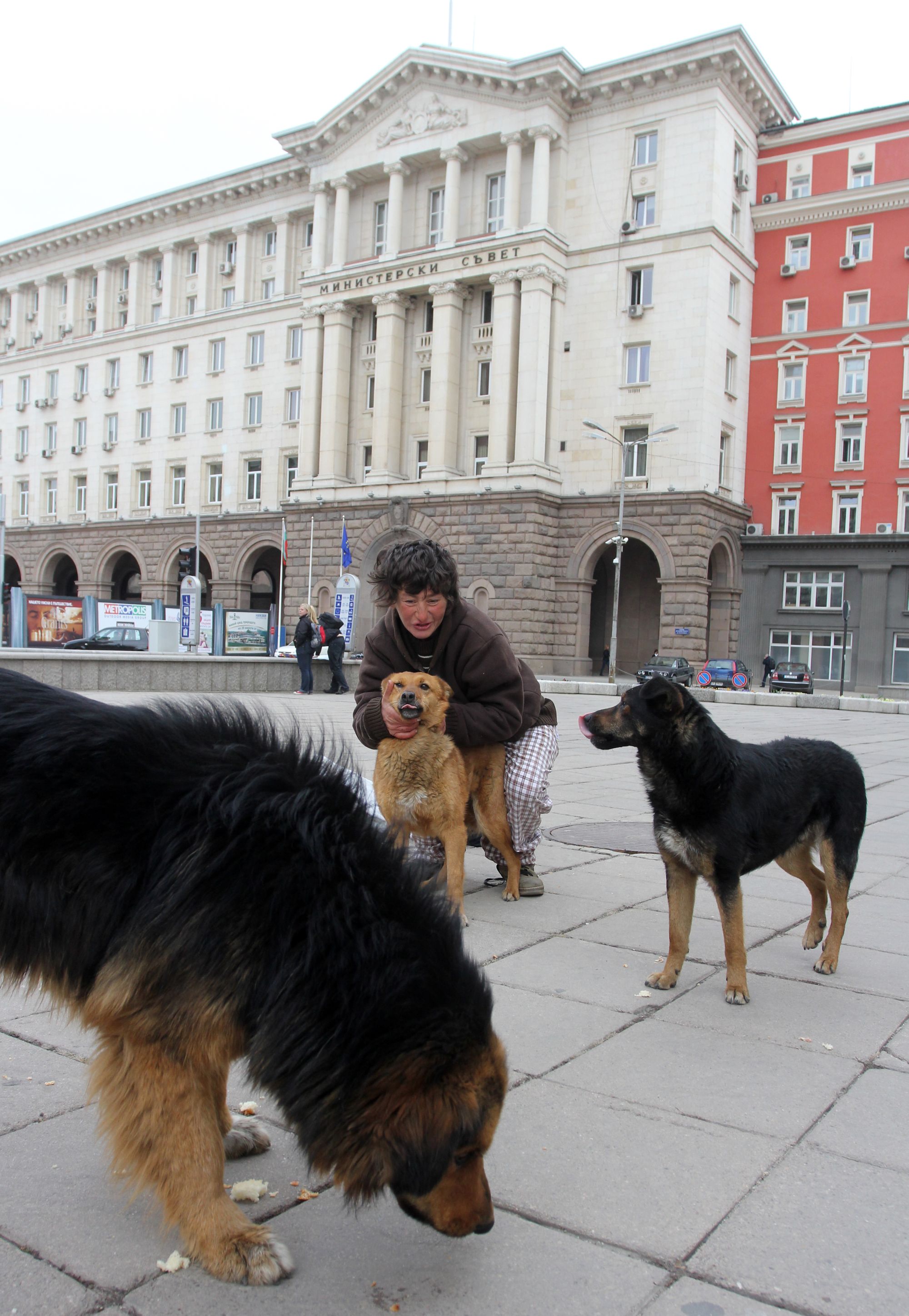 Фандъкова твърдо разкарва кучетата от улиците
