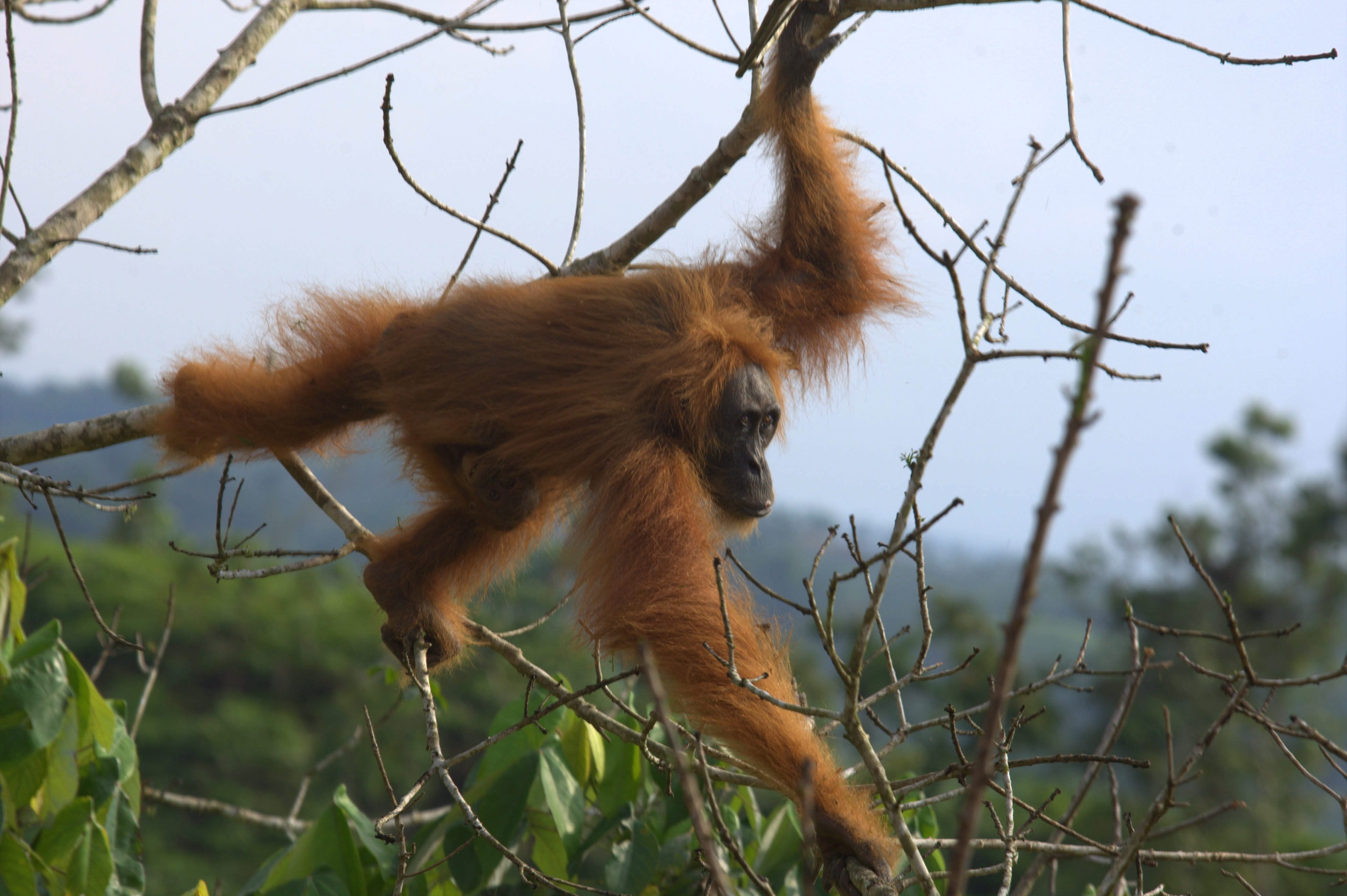 Орангутани обожават да общуват с iPad (видео)