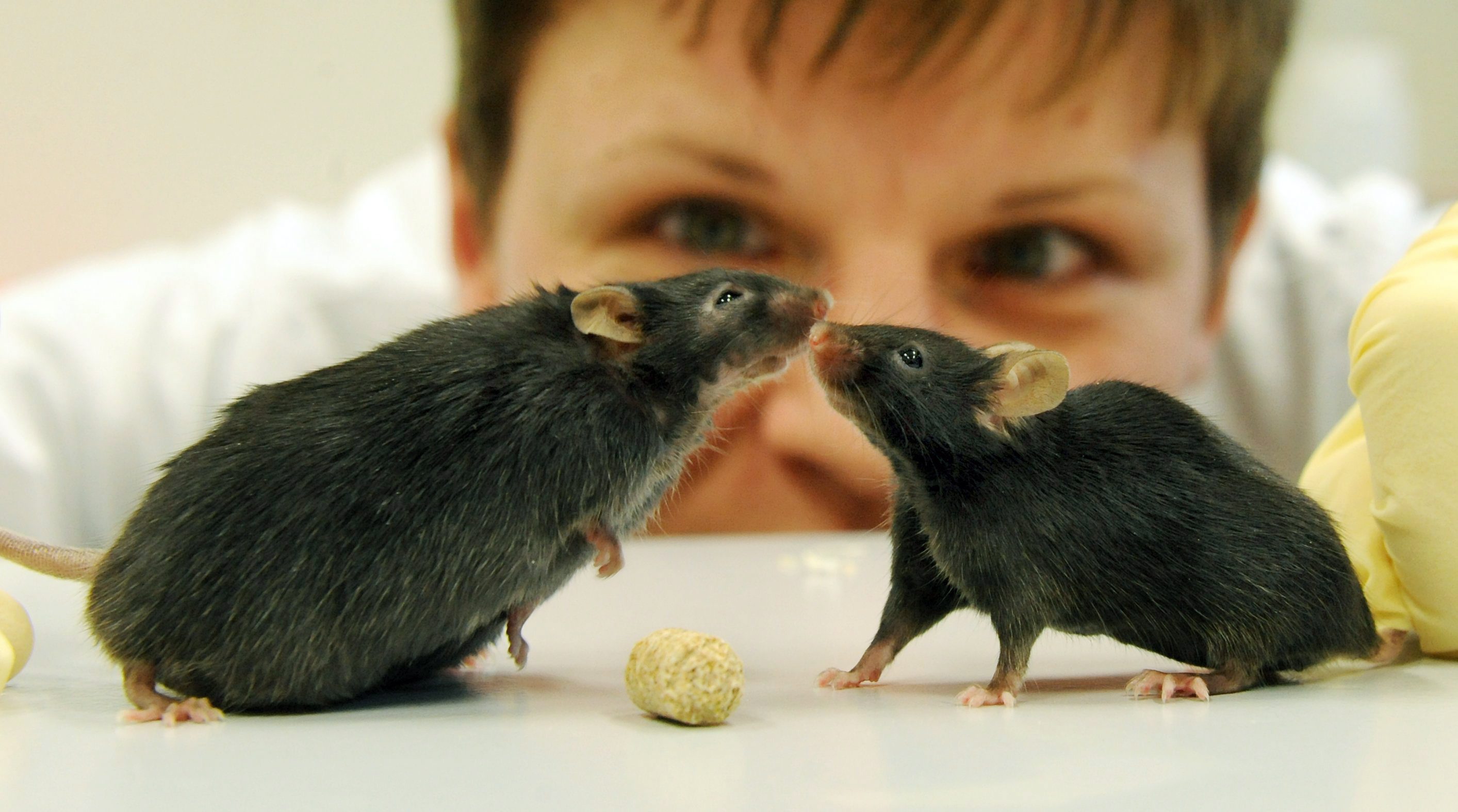 Учени в САЩ създадоха заекващи мишки