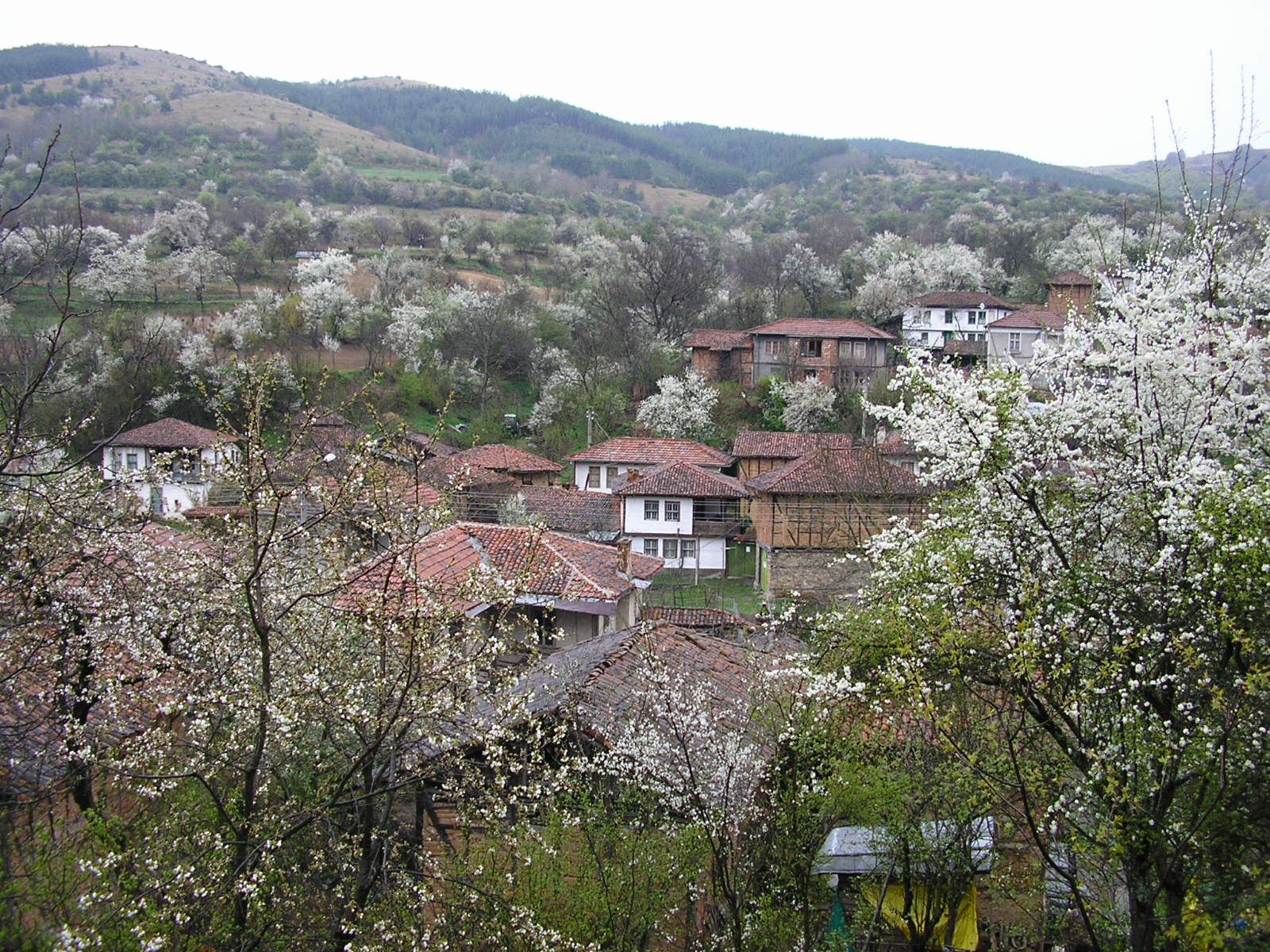 Нови вълчи набези в пловдивско село
