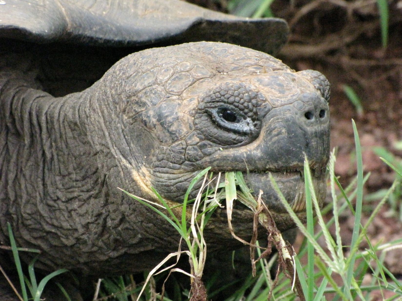 Джордж беше открит от зоолози през 1972 г. на един от Галапагоските остров