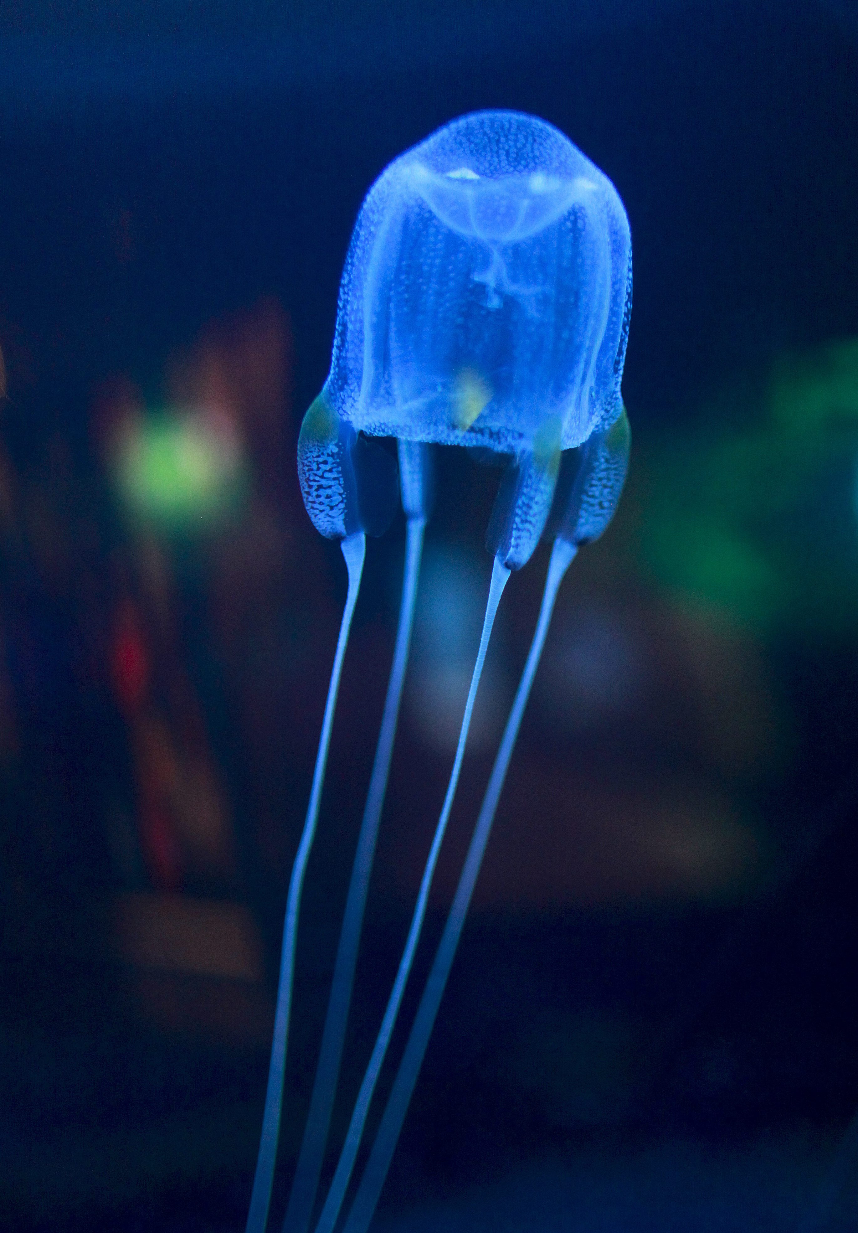 Създадоха органичен робот-медуза