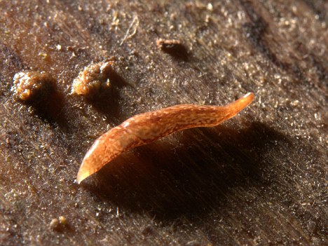 Британски учен откри нов биологичен вид: 12-милиметров червей с 60 очи