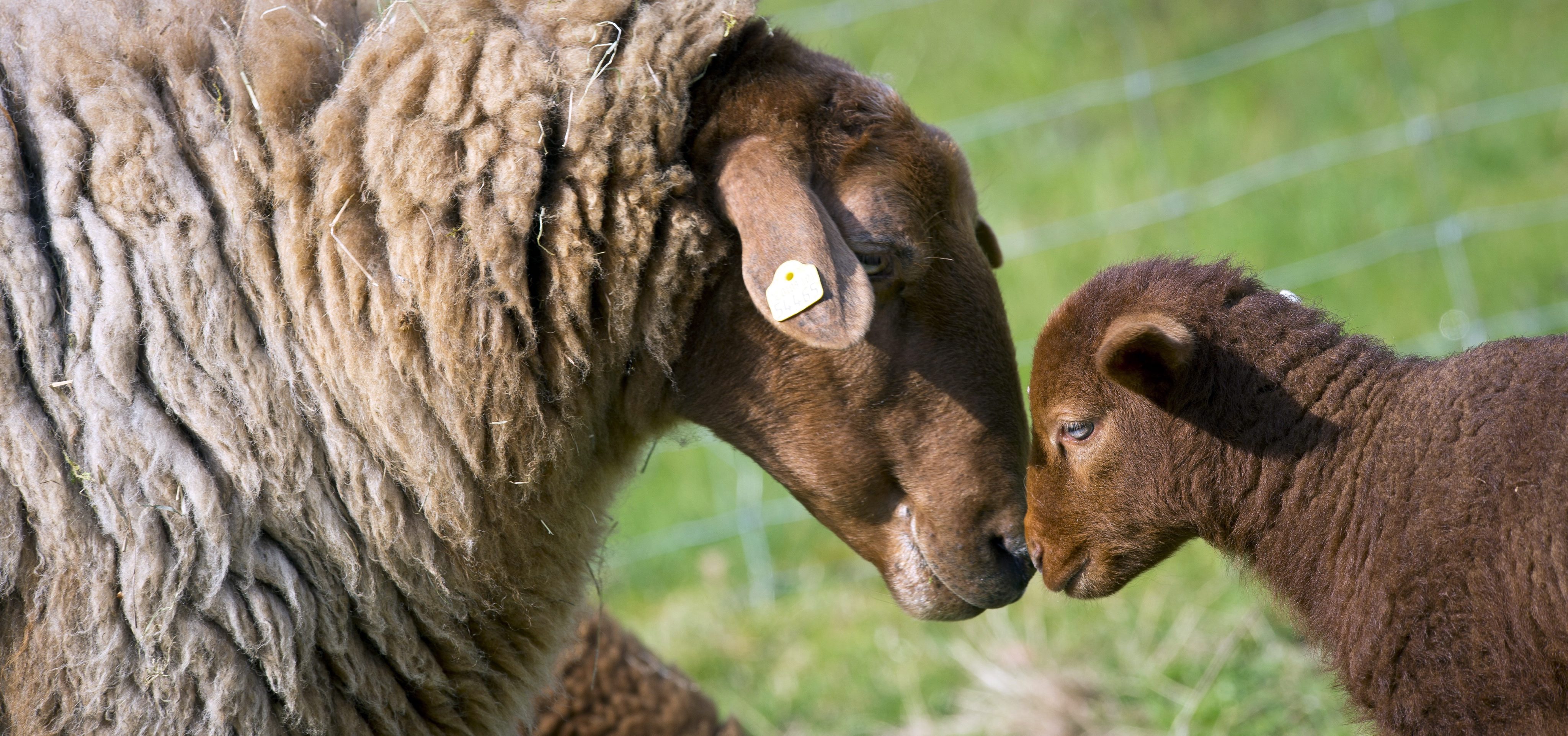 Когато не са на смяна, овцете ще си почиват във ферма край френската столица (Снимка Архив)