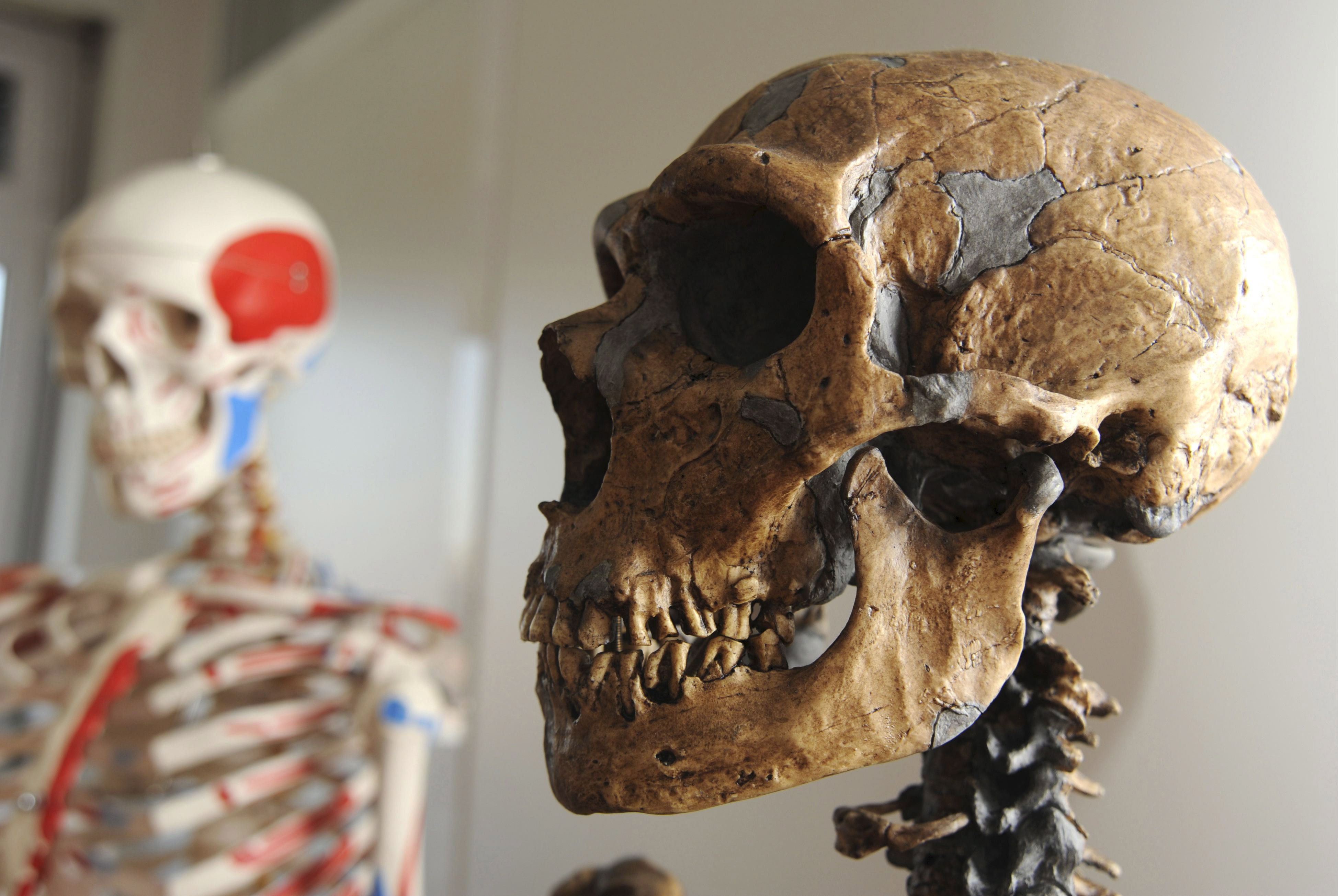 Новите находки ще помогнат да се разбере повече за еволюцията на човека (Снимка архив)