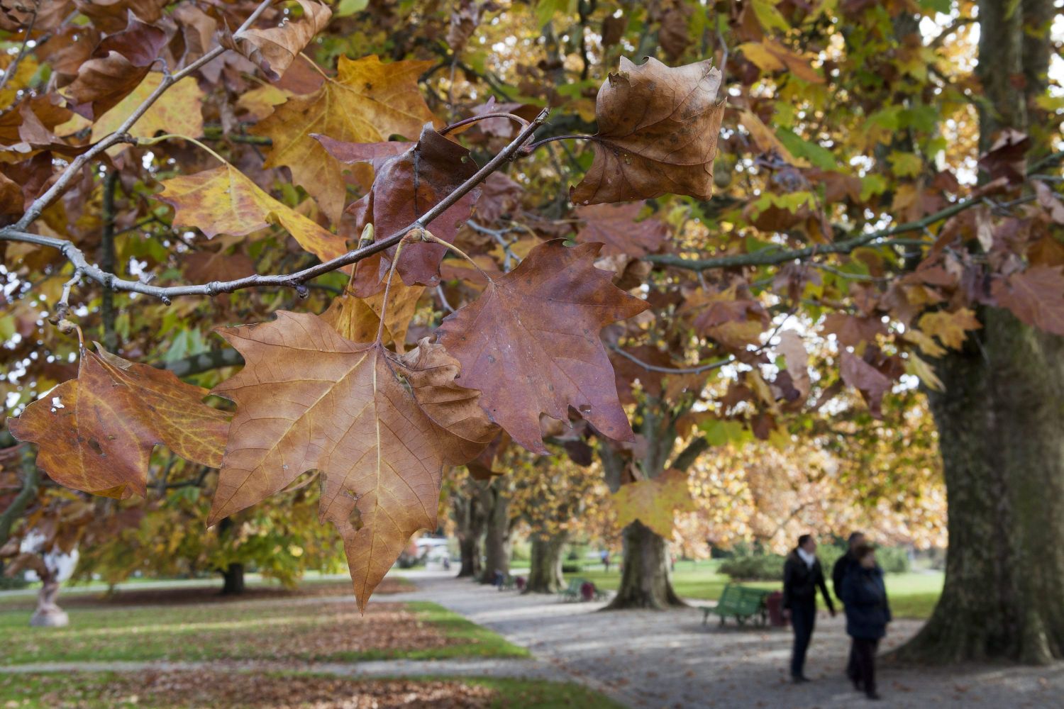 Есента идва в понеделник