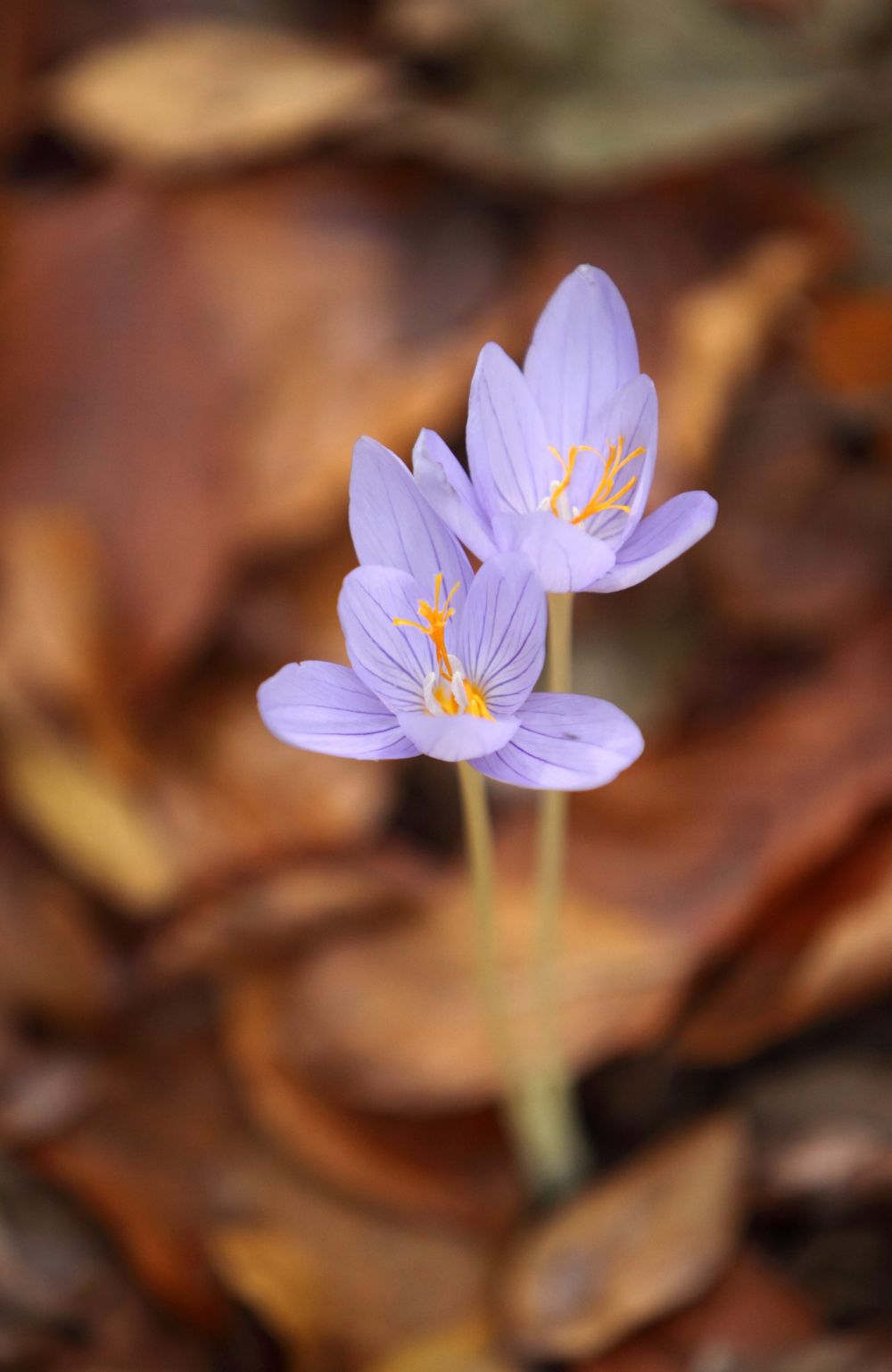 Есента тази година е по-топла от обичайното