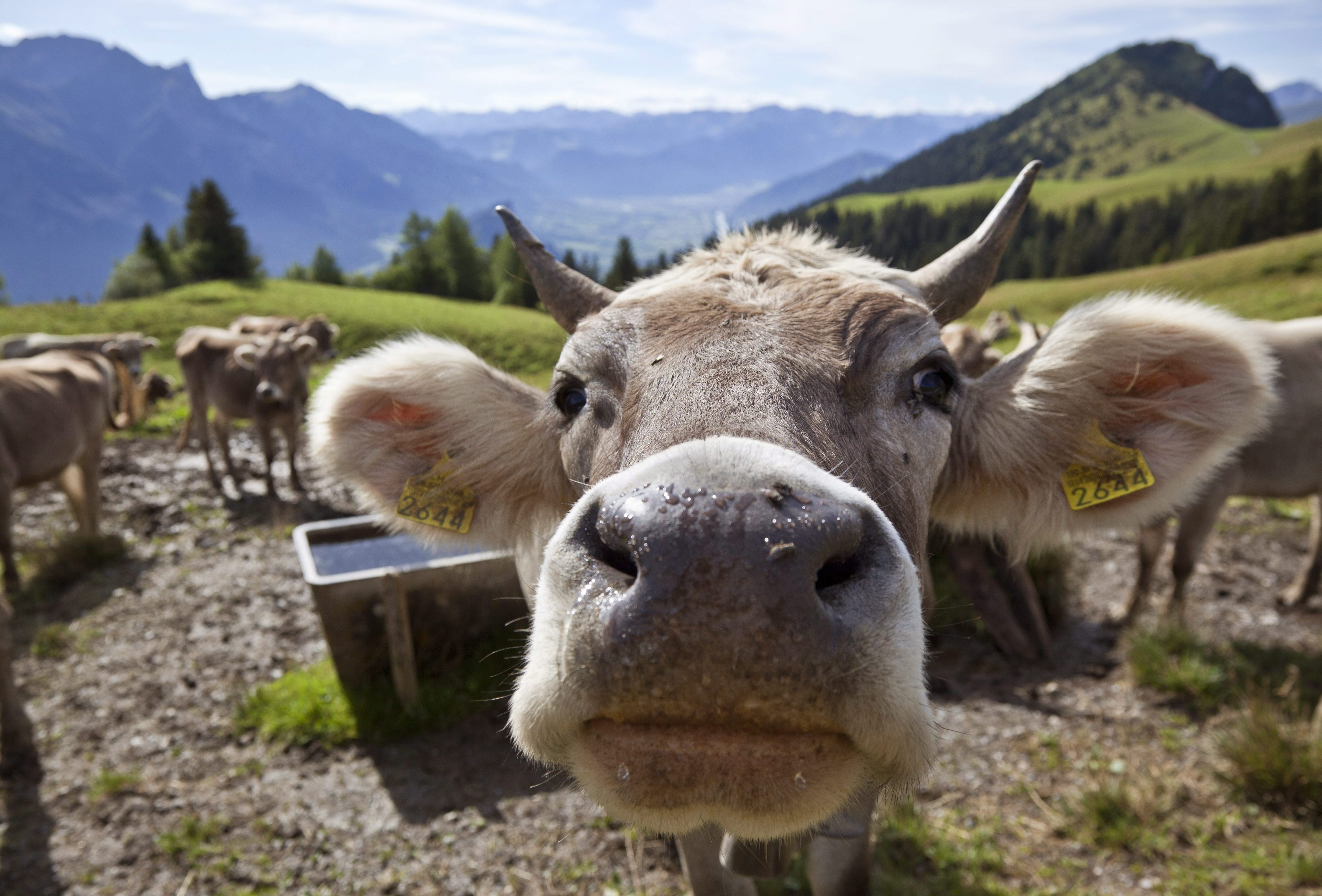 Учени превръщат газовете на говедата в гориво