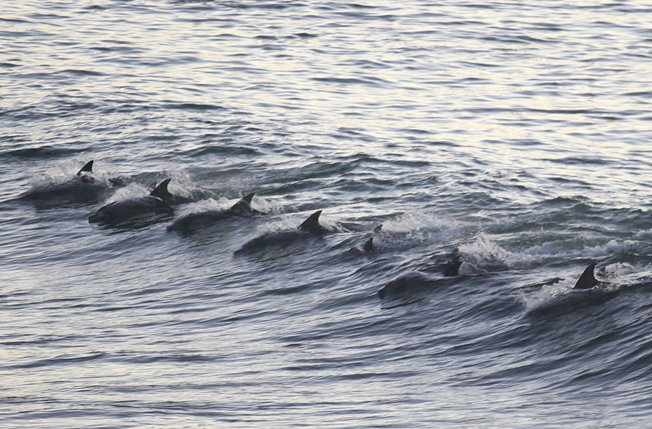 Руски и US бойни делфини се срещат в Черно море
