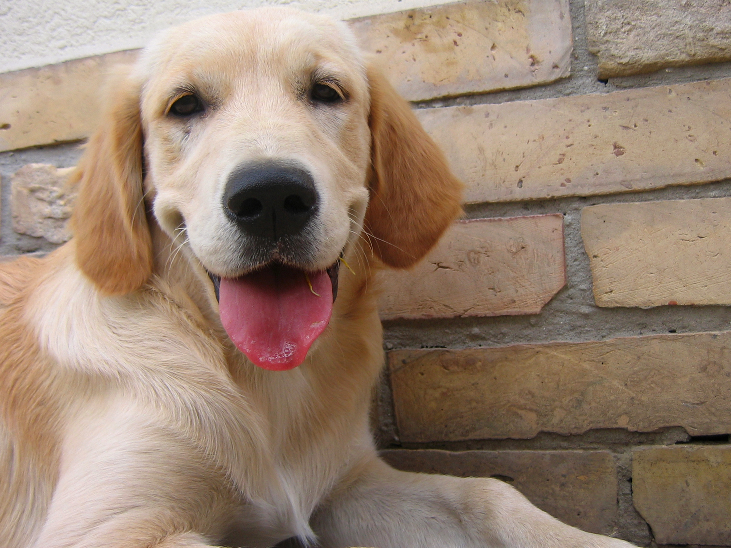 Лабрадорите също са сред любимите домашни кучета в Пловдив