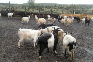 Учени разгадаха генома на домашната коза