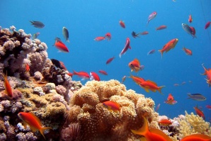 Aвстралийски учени откриха корали на безпрецедентна дълбочина