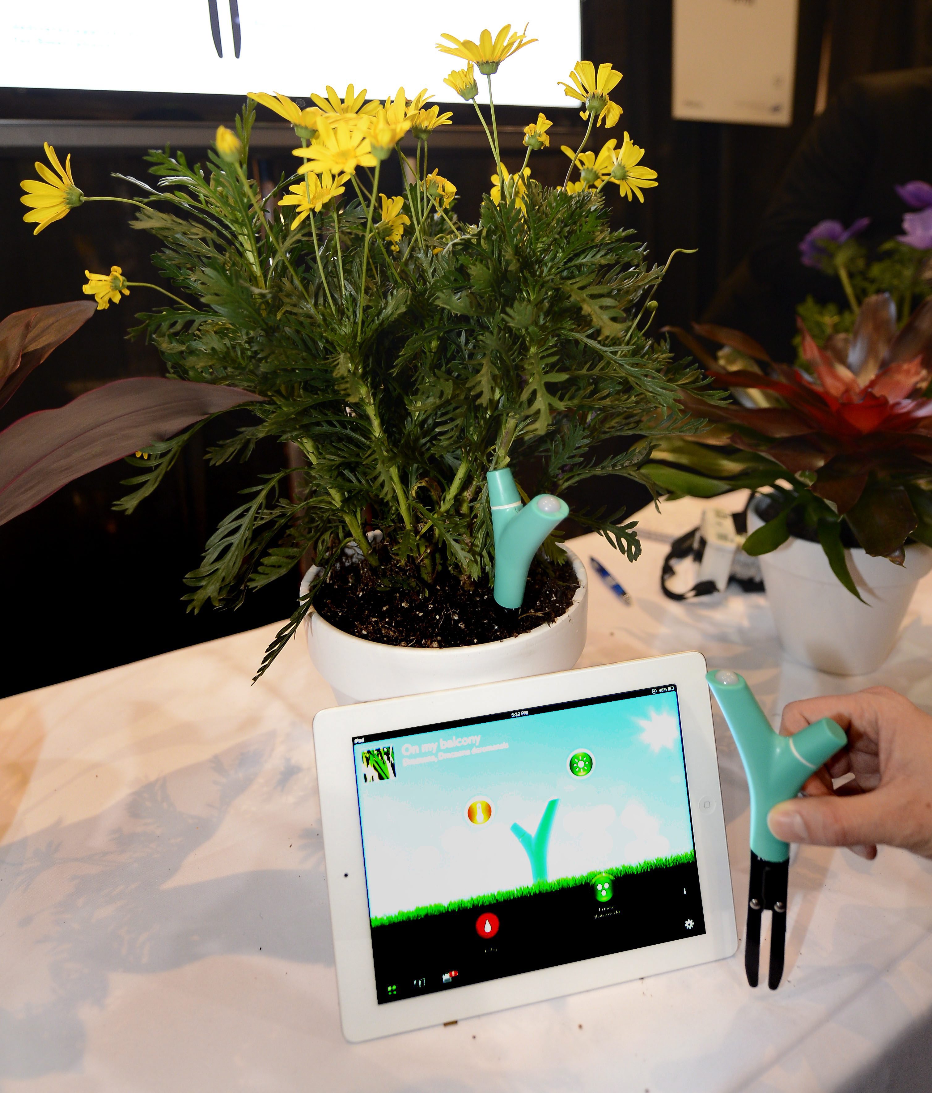 CES 2013 - Служител от френската компания Parrot показва устройство за мониторинг на растения Flower Power