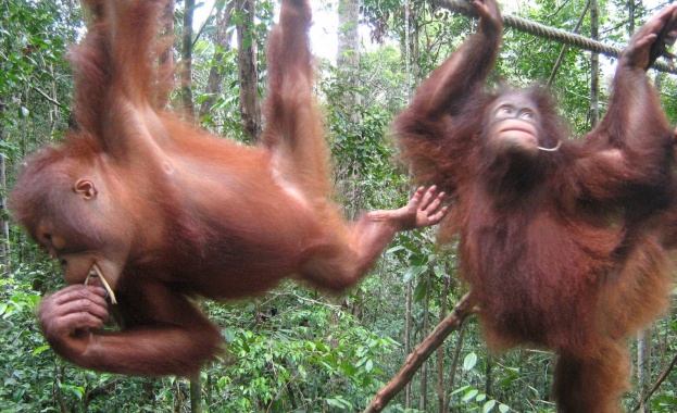 Иран изстрелва маймуни в Космоса