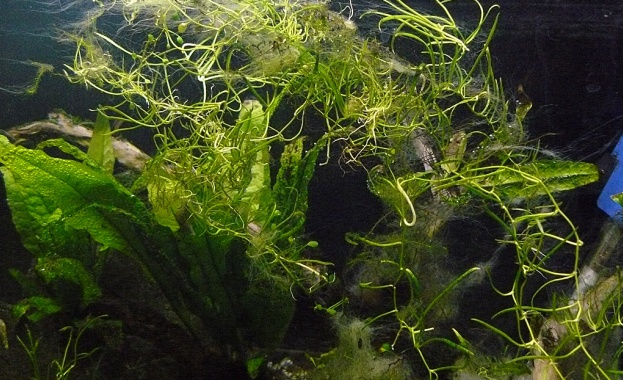 Водораслите - шумоизолиращо убежище за рибите