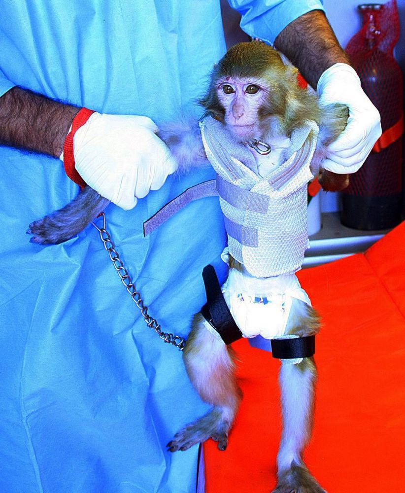 Експериментът е завършил успешно - капсулата с живата маймуна благополучно се е приземила