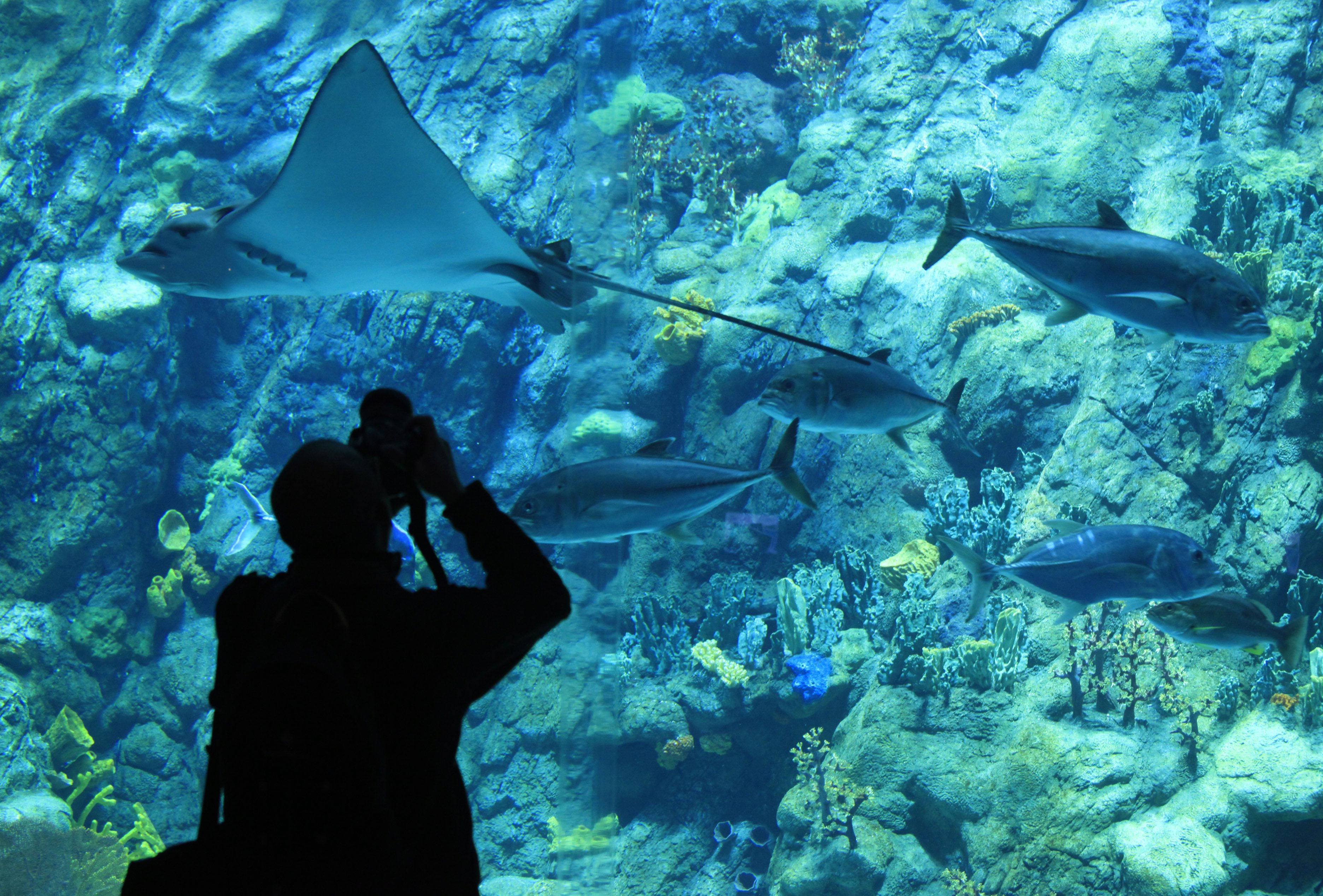 Световният океан има ”съзнание”, твърдят учени