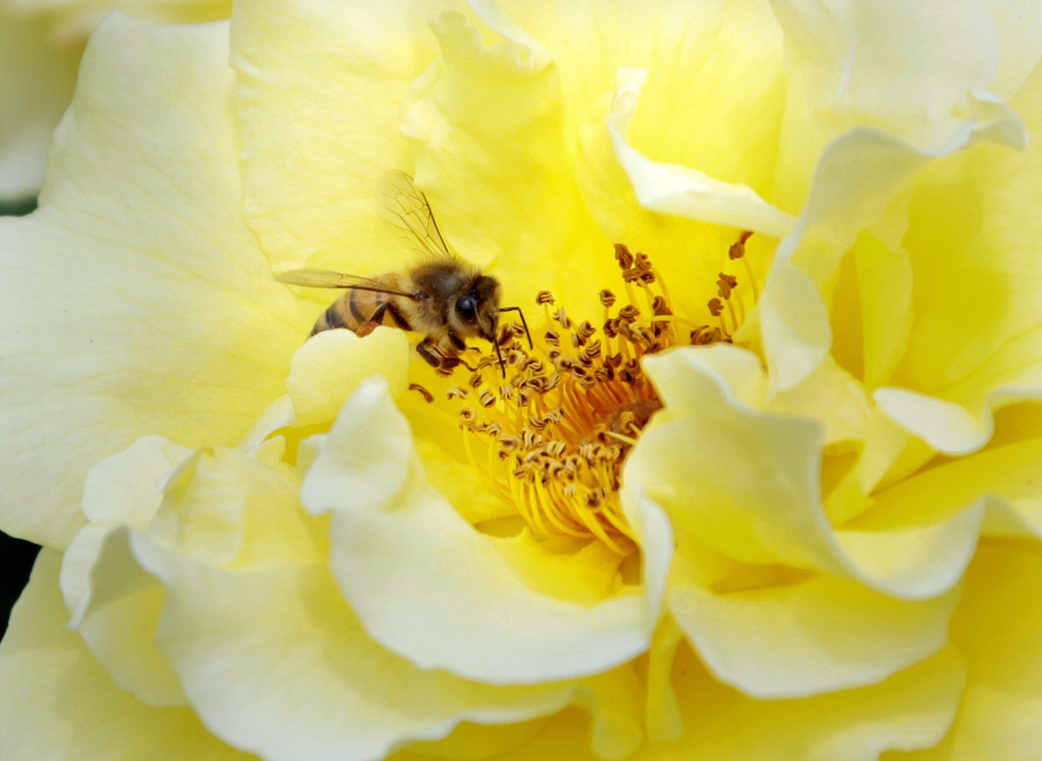 Пчелният прашец е българската суперхрана