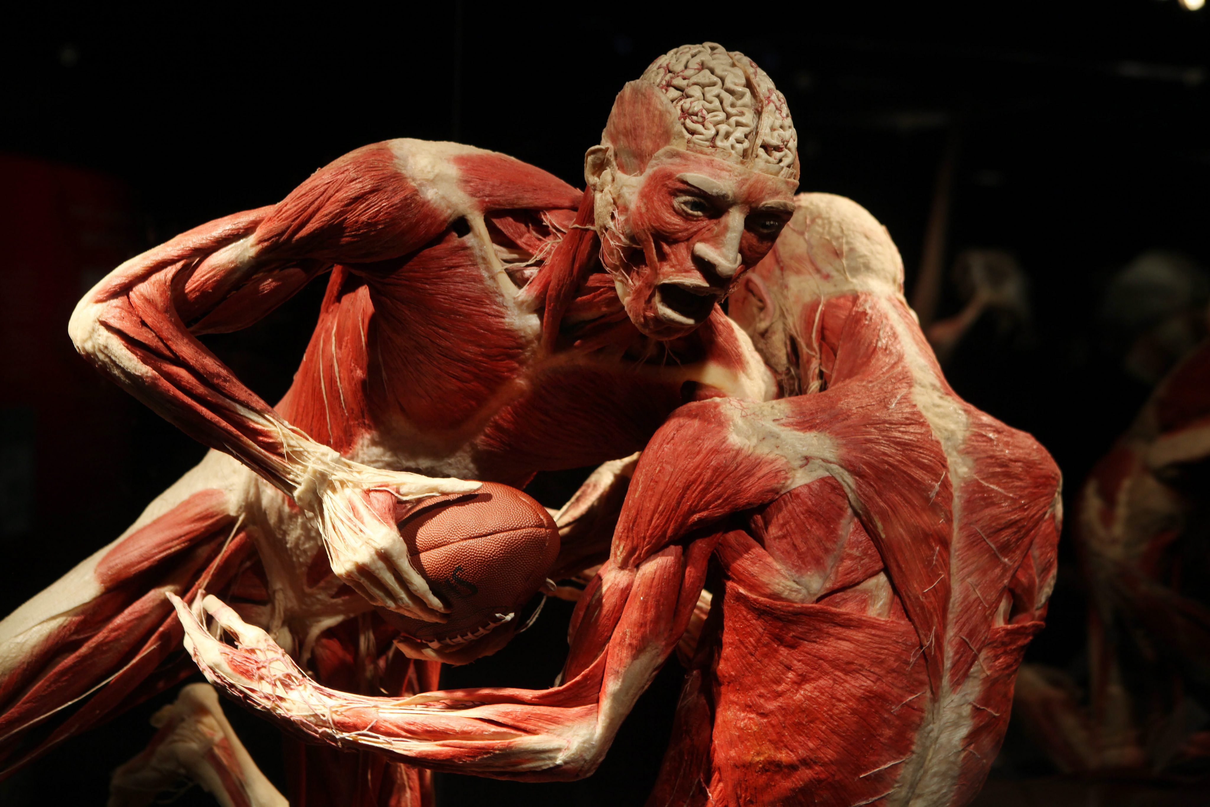 Скандална изложба с трупове идва у нас