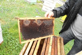 ЕК забранява вредни за пчелите пестициди