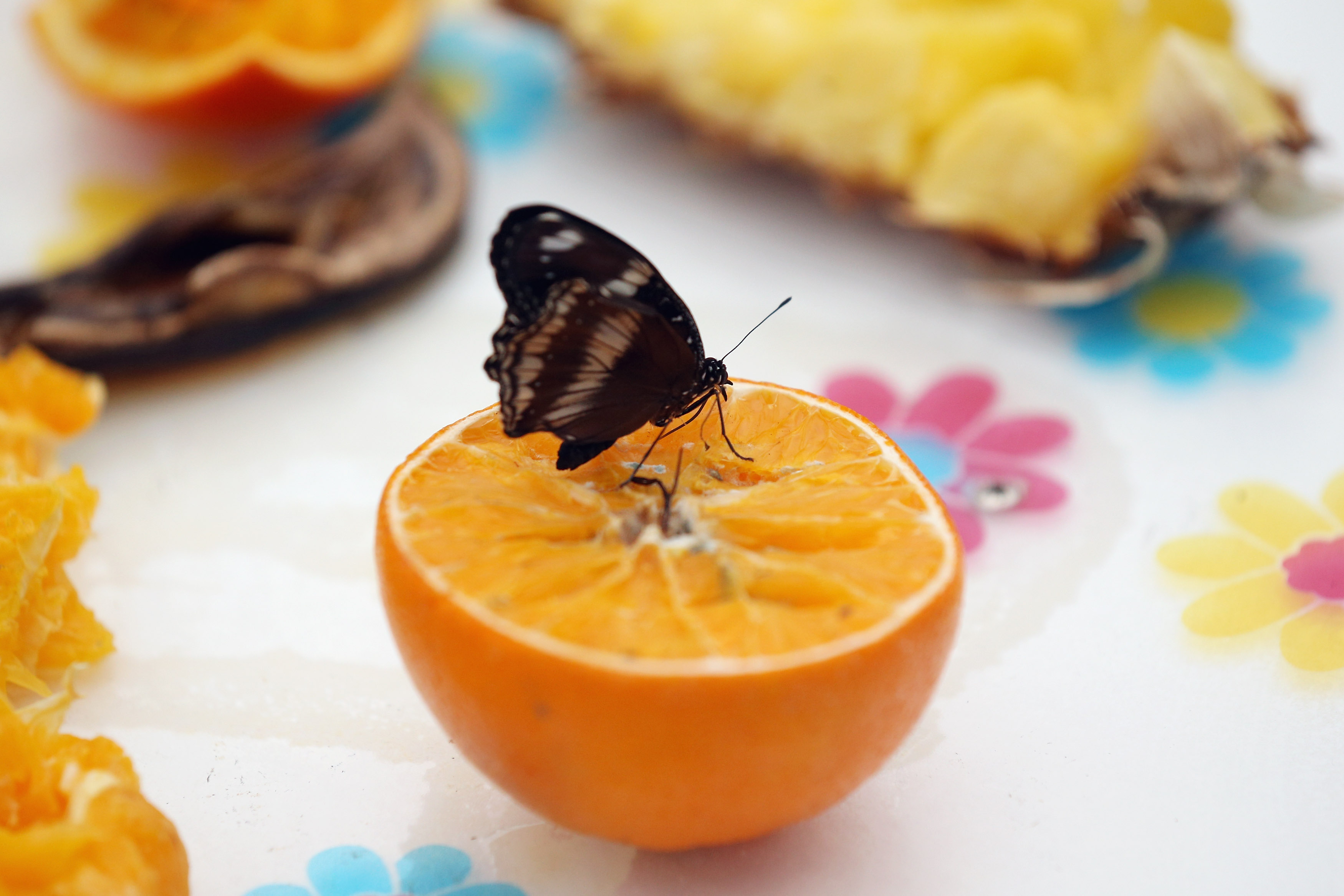 Оранжевите храни намаляват риска от рак
