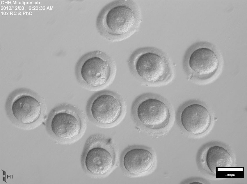 Учени създадоха човешки ембриони от кожа, за да получат стволови клетки