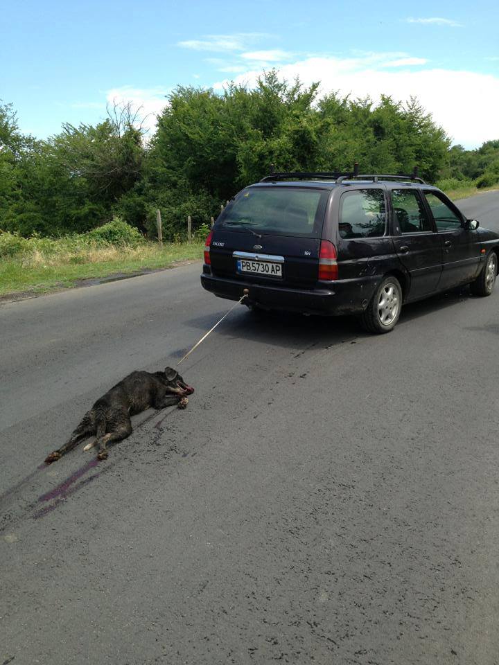 55-годишният Райчо Иванов уби кучето си по особено жесток начин в началото на юни