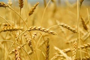 Водещ търговец на зърно в България фалира