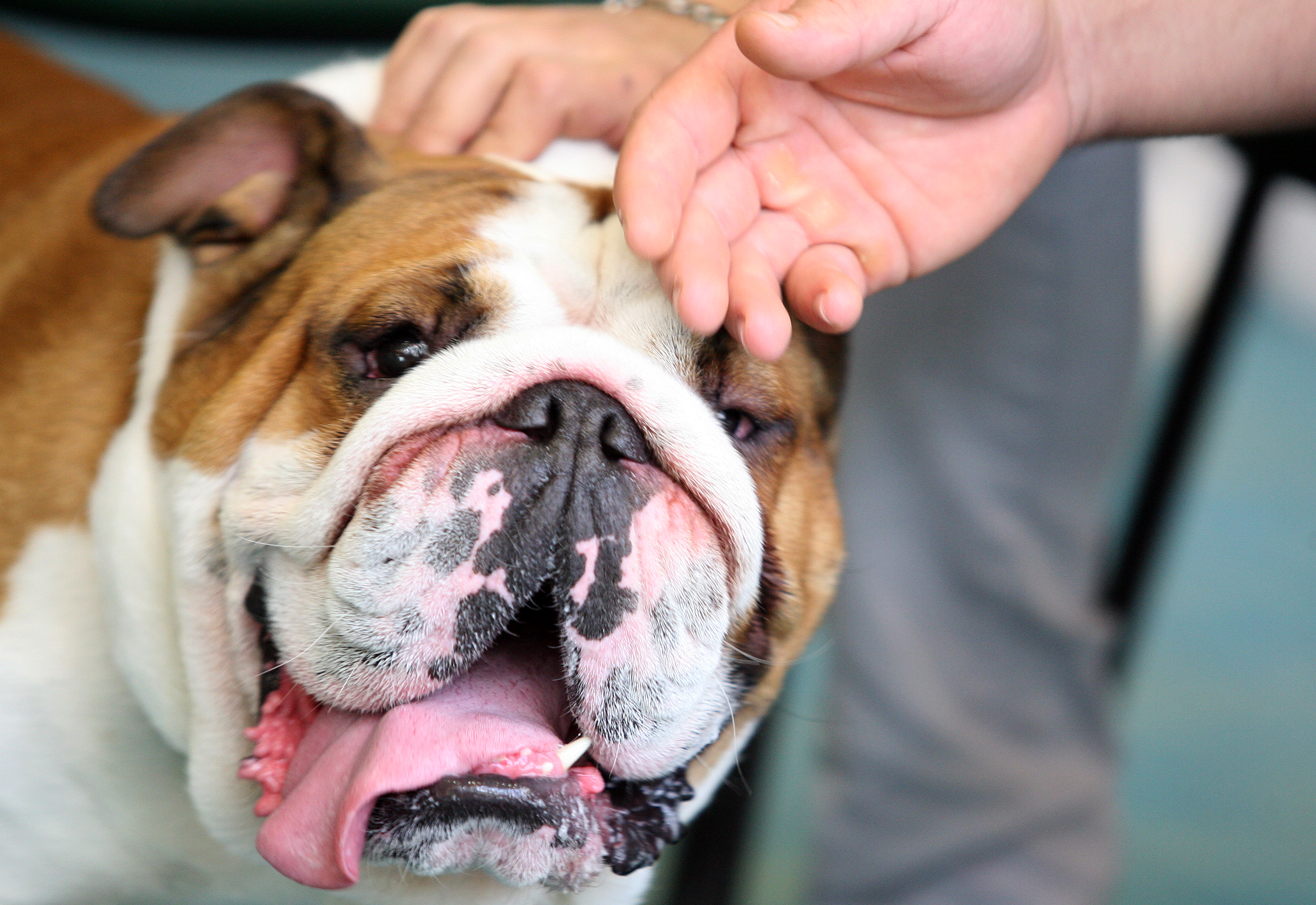 Слушалките разчитат мислите на кучето