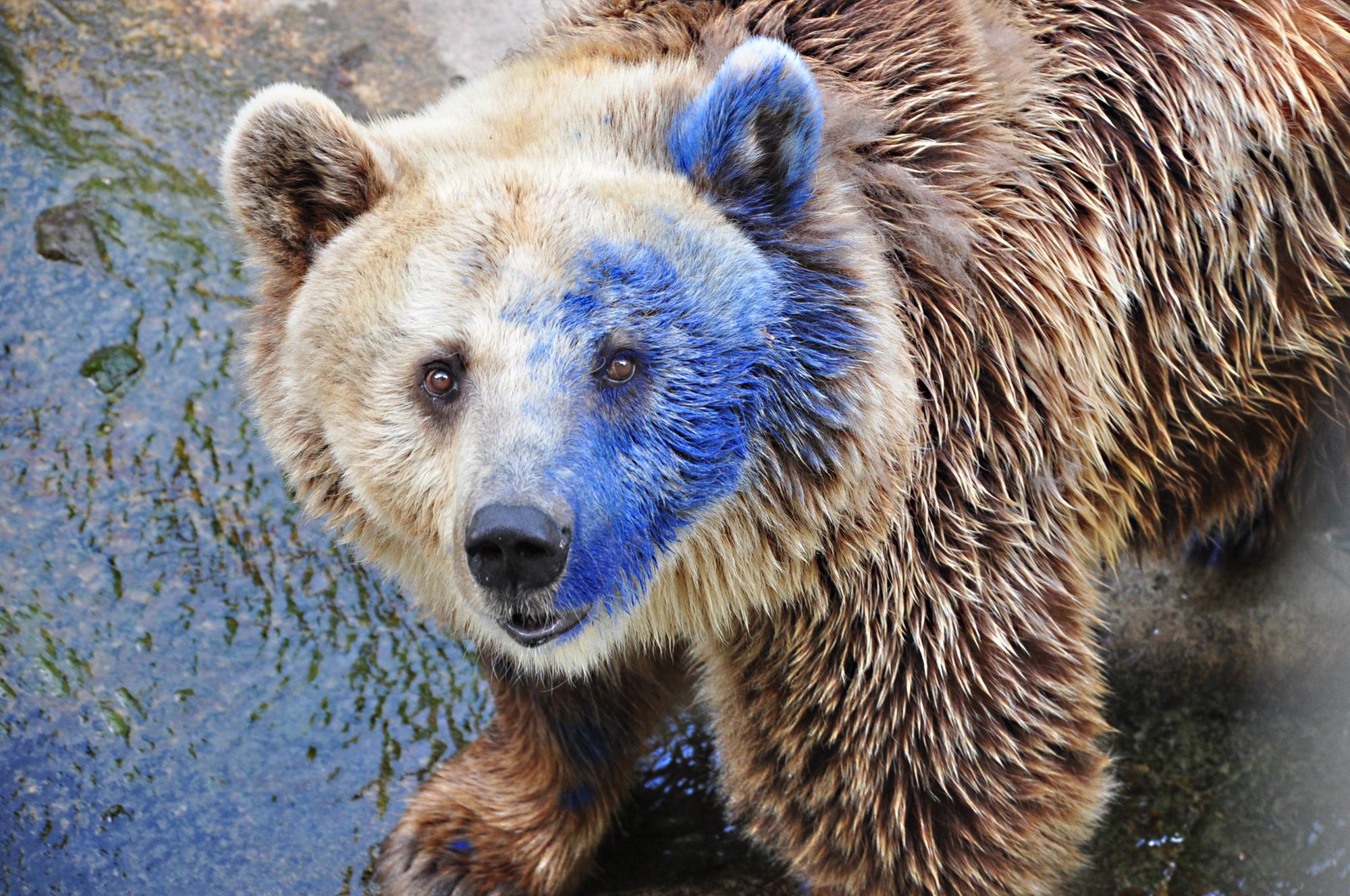 Боядисаната със спрей мечка Свобода