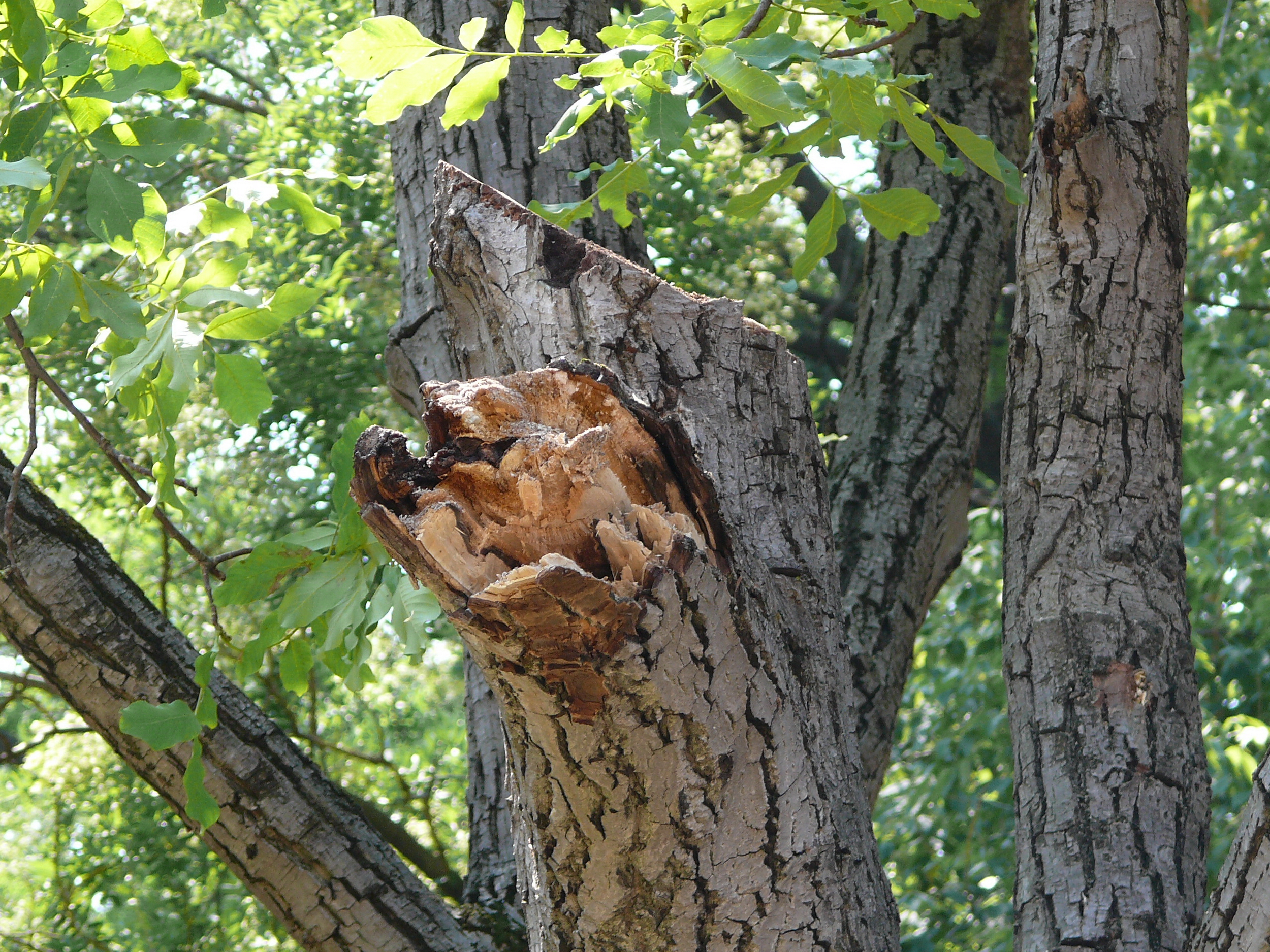 Паднал клон рани момче на детска площадка