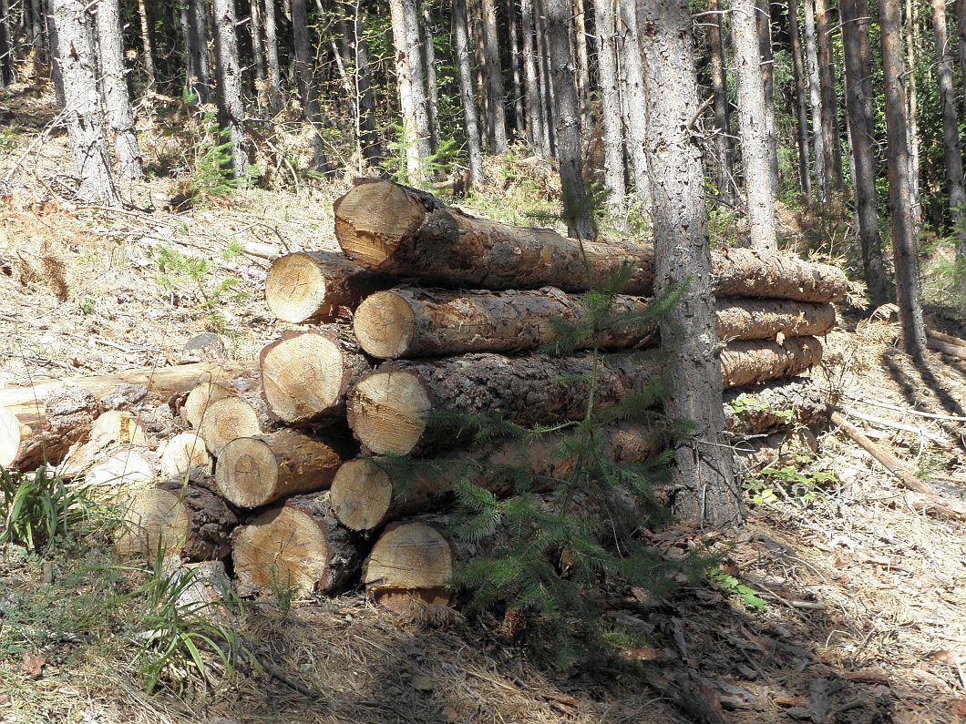 Горски откриха 200 незаконно отсечени дървета