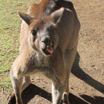 Снимка на ”голо” кенгуру скандализира Австралия
