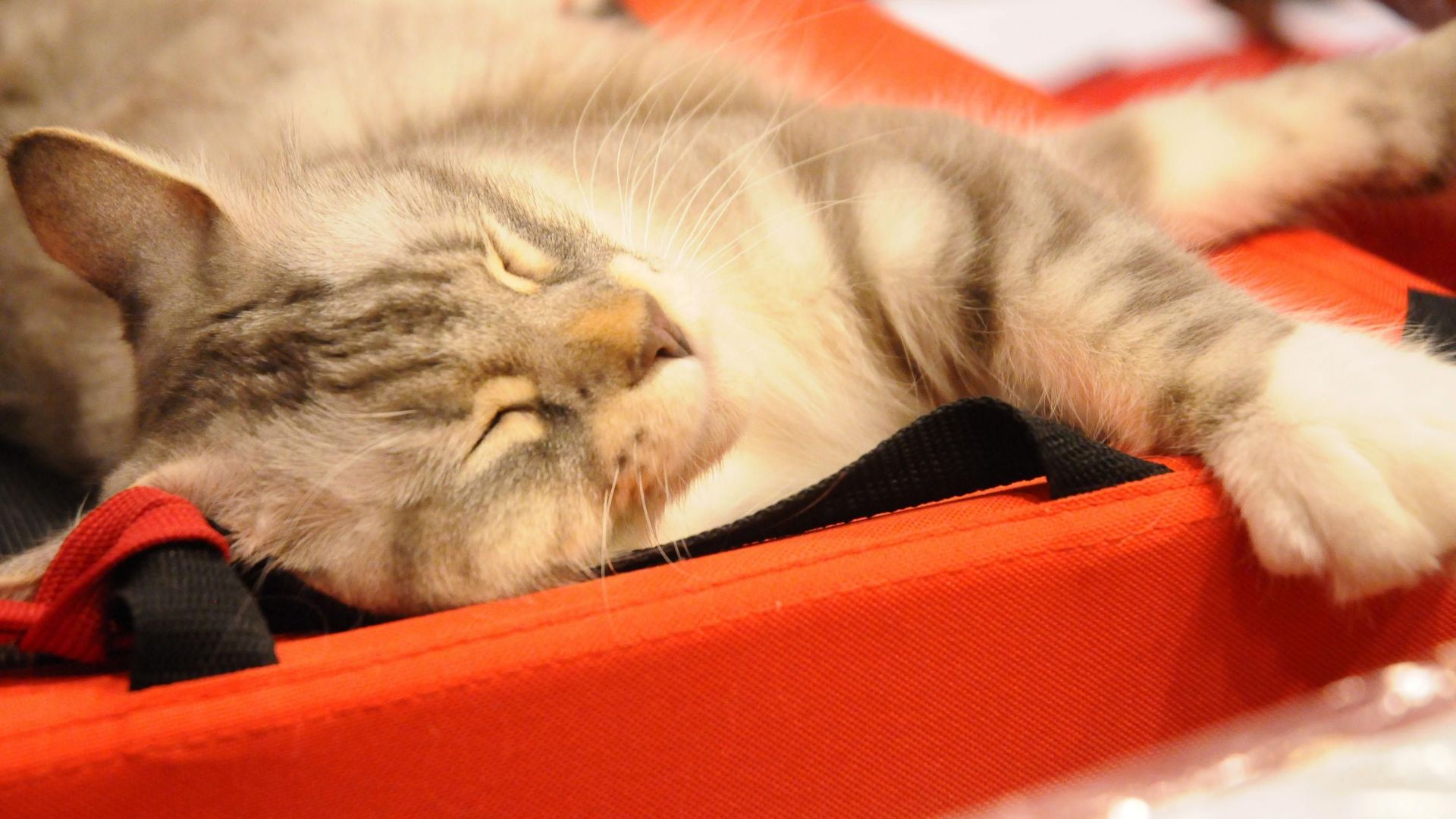 В украинския град Днипро гола жена случайно падна през прозореца