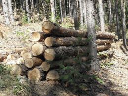 МЗХ: 80 000 домакинства вече са закупили дърва за огрев