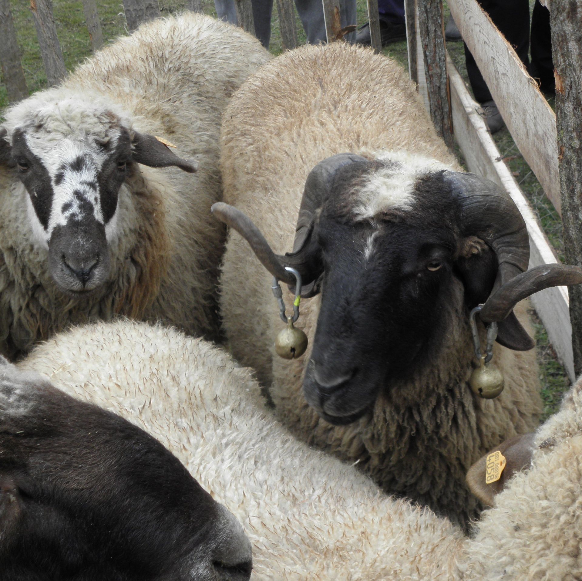 225 овце ще бъдат убити заради шарка в благоевградско село