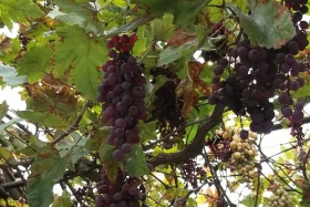 Тазгодишната реколта от винено грозде е една от най-добрите