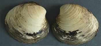 Най-старото същество е било убито на 507-годишна възраст