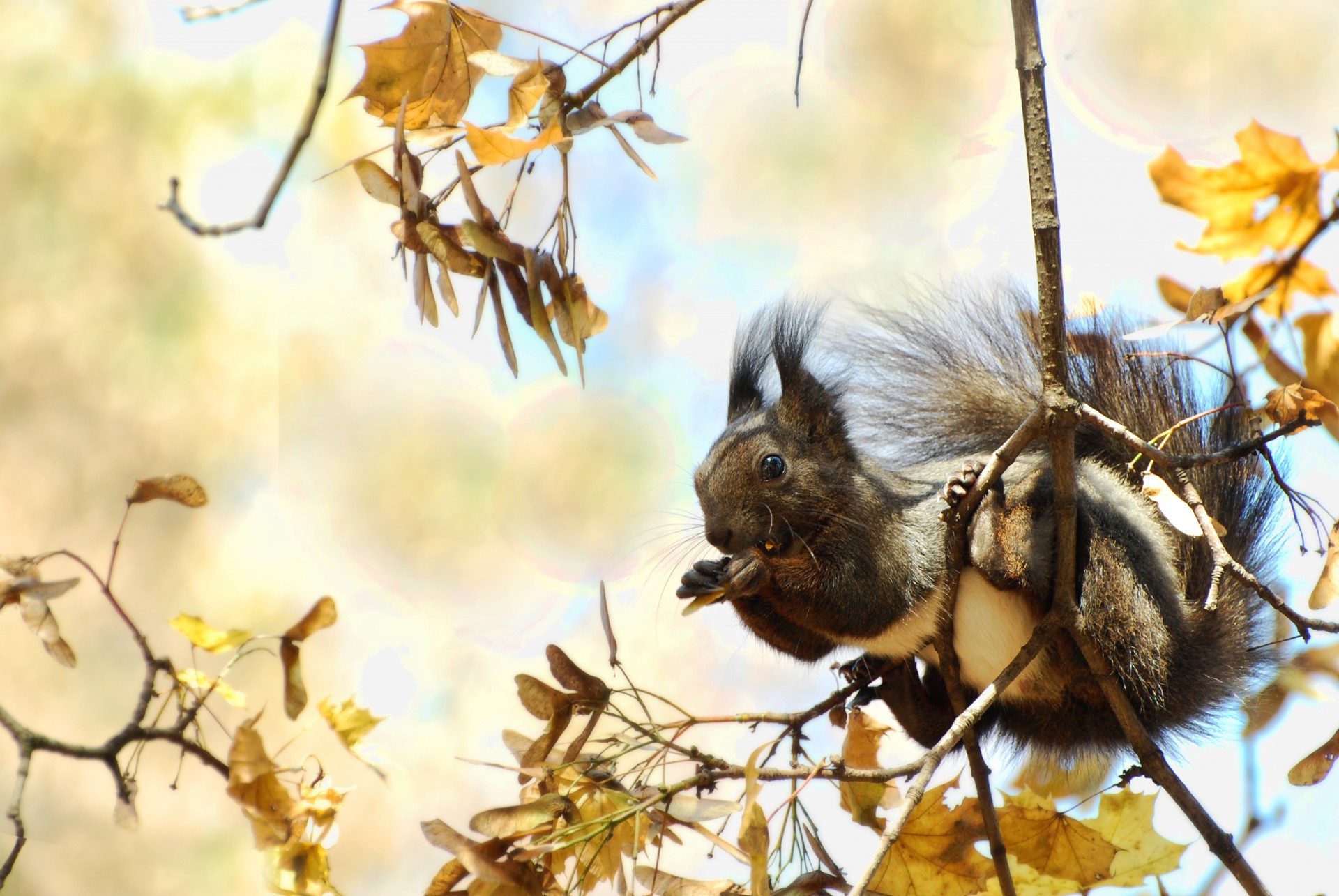 Фотоконкурс ”Златна есен” - предложение на редакцията на Дир