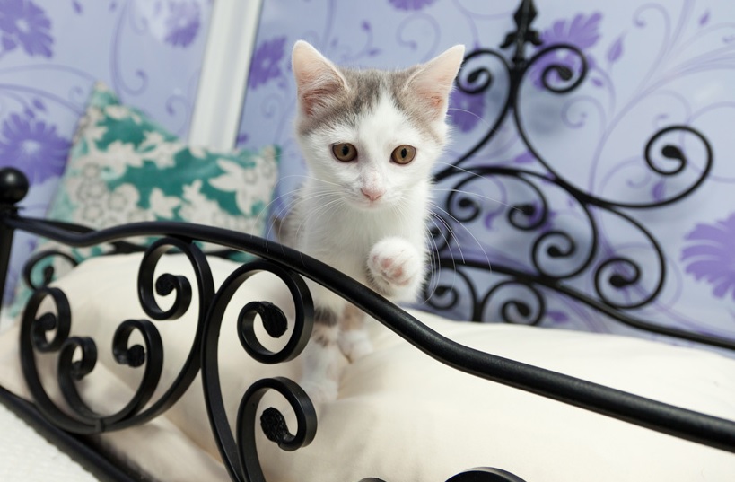 Котешка спалня в Longcroft Luxury Cat Hotel