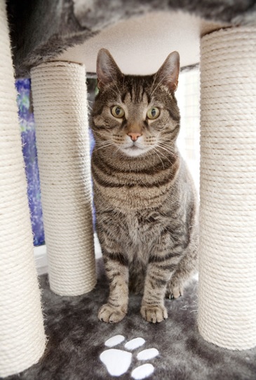 Гостите на Longcroft Luxury Cat Hotel