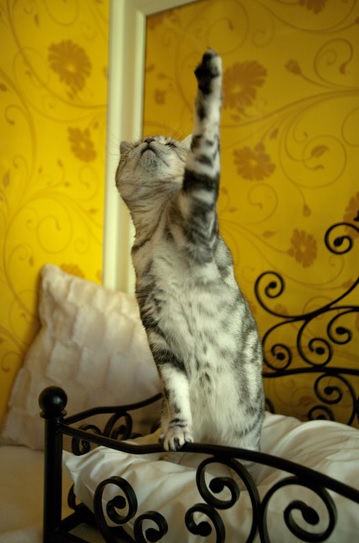 Гостите на Longcroft Luxury Cat Hotel