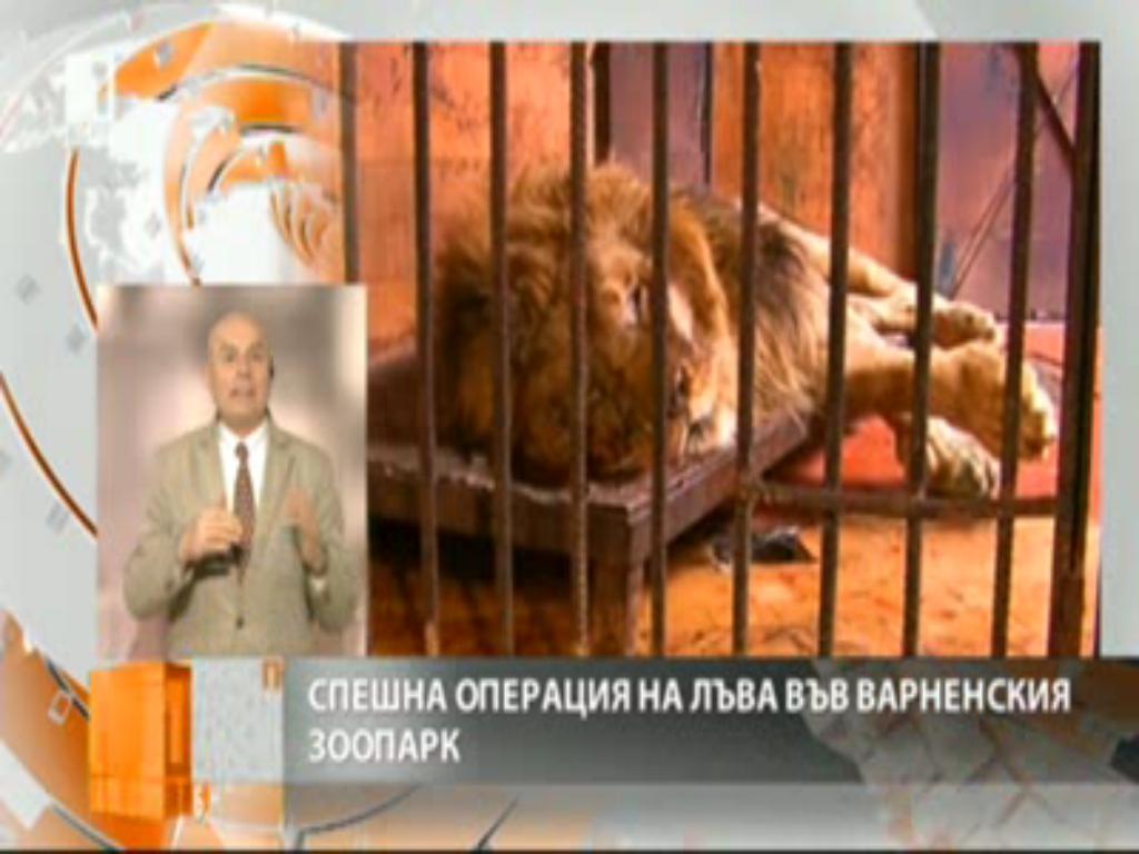 5-годишният Симба си почива, след като му извадиха зъб