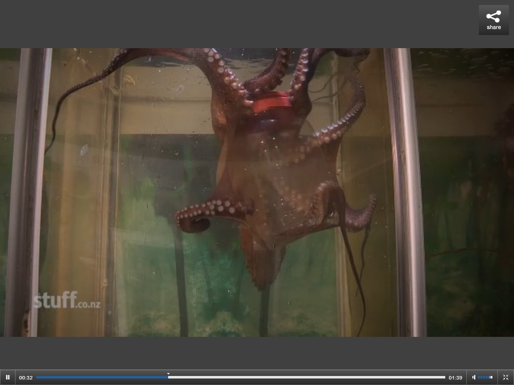 Октоподът Ози постави рекорд по отваряне на буркани